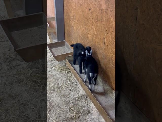 Почему козел прыгает? #козлик #животные #animals #goat