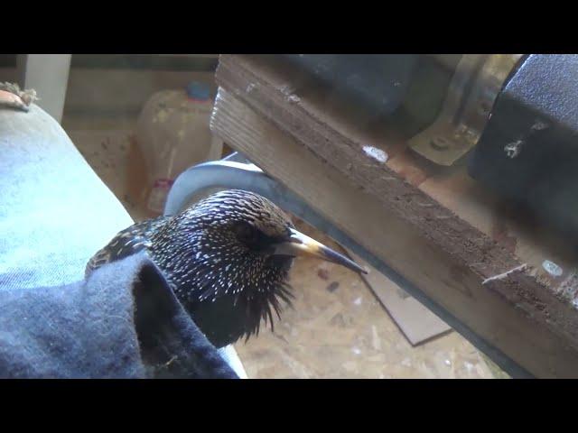 Starling mimics human and Alexa #shorts #short