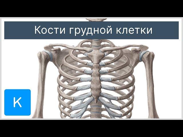 Кости грудной клетки - Анатомия человека | Kenhub