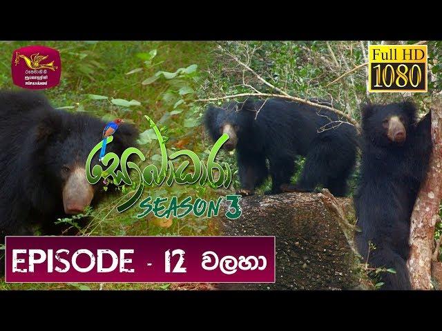 Sobadhara - Sri Lanka Wildlife Documentary| 2019-06-07 | Bear | වලහා