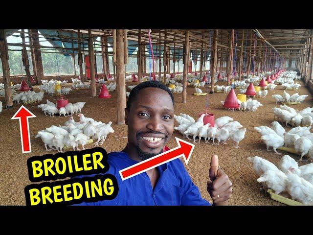 The incredible World of Breeding Meat Chickens