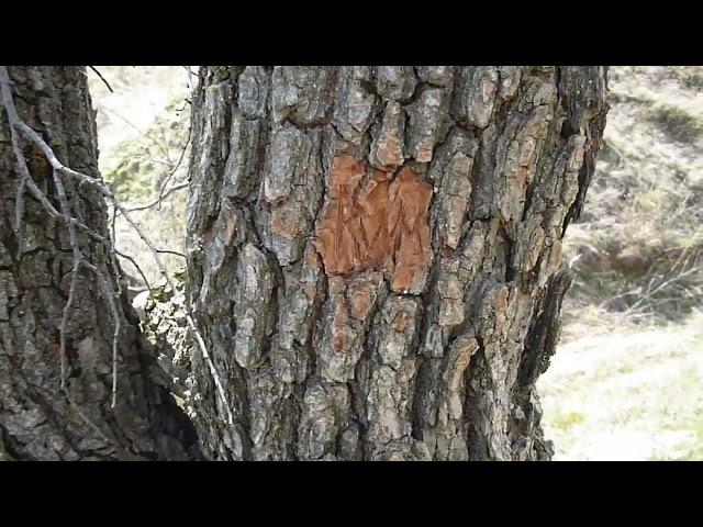 Весенний поход дилетанта на природу. Выпуск 5