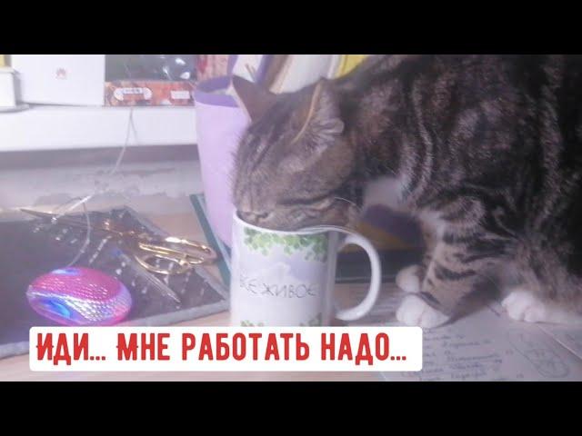 Funny cat video/To tears