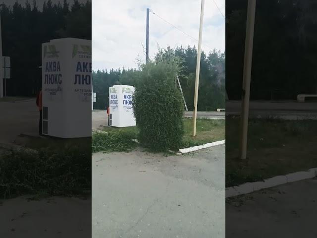 обрезка кустов / pruning bushes #denlivekaif #мотивация #лайвкайф #деревня #работа #успех