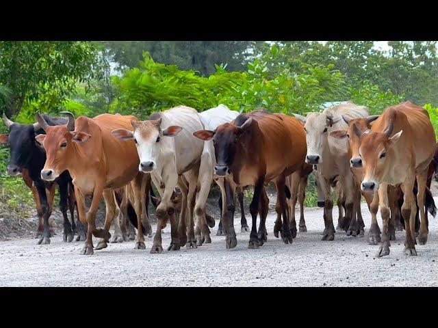 Video Gembala Sapi Lembu digiring Menuju Ke Kandang Peternakan Hewan Ternak Sapi di Desa yang indah