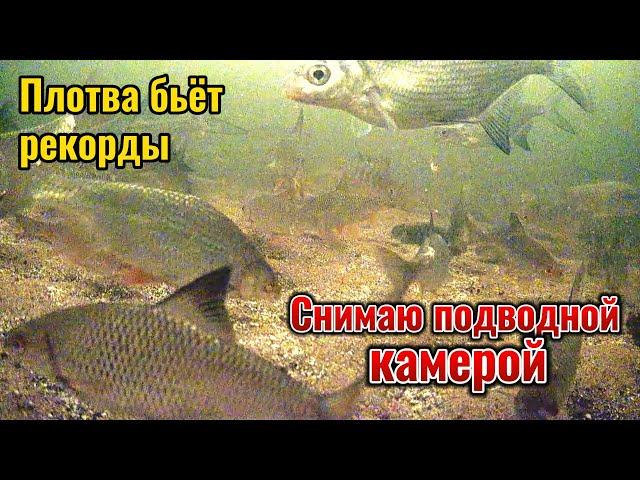 Ловится крупная плотва, а с живцами - проблема. Съёмка подводной камерой.