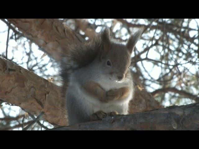 Бурные эмоции сибирской белки\Violent emotions of the Siberian squirrel