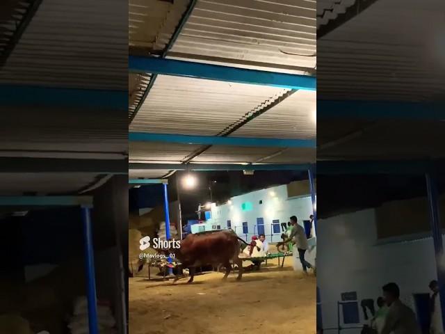 Laaloo #hfa #vlogs #viral #fypシ #cattlefarm #islamabad #cattle #foryou #viral #cattle #viral #foryou