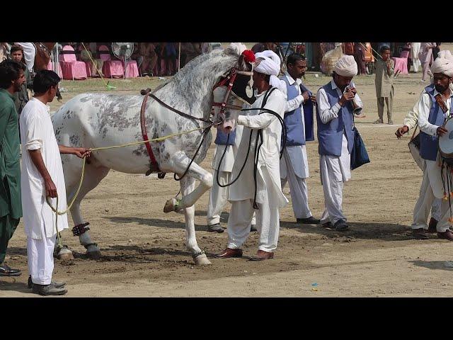 Amazing Horse Dance in Pakistan | Horse Dance | Pothwar Tradition | Pothwar Culture | Ghora Dance