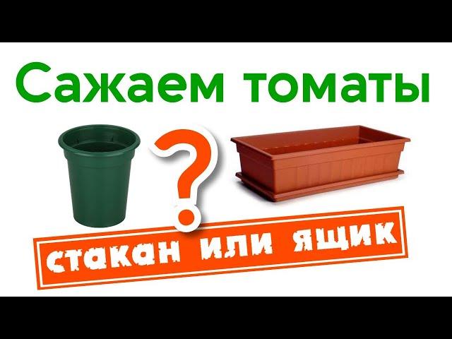 Сажаем томаты. Стакан или ящик?