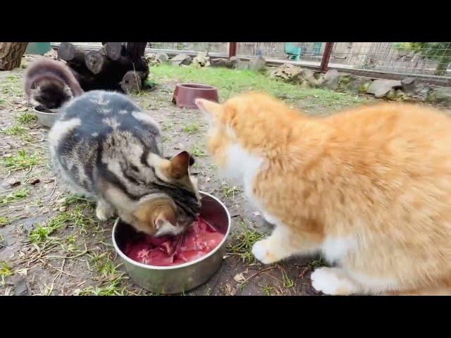 Как енот Шурик хотел котёнка Маркиза запустить в вольер покушать!