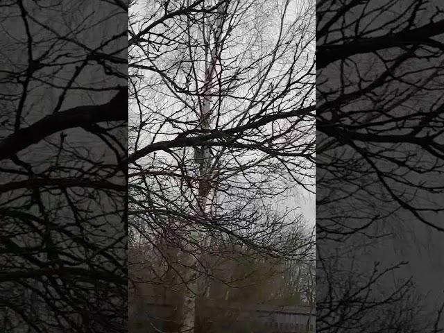 окно в сад