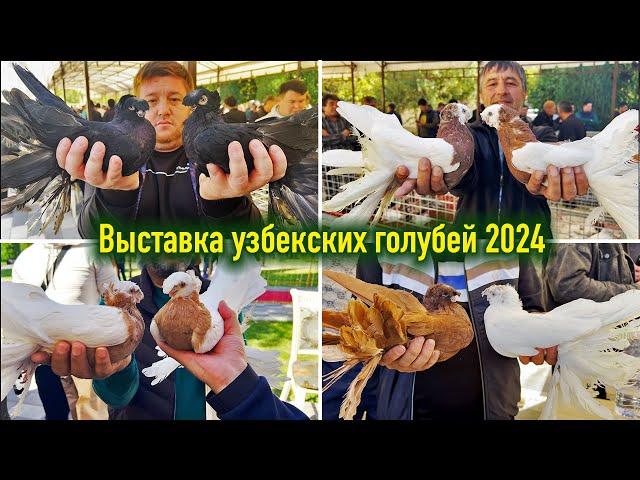 Exhibition of Uzbek pigeons from October 19, 2024