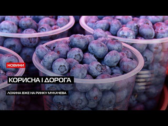 Смачна і корисна: скільки коштує лохина на ринках Мукачева?