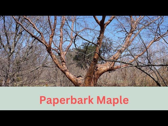 Acer griseum Growing Guide (Paperbark Maple) by Gardener's HQ