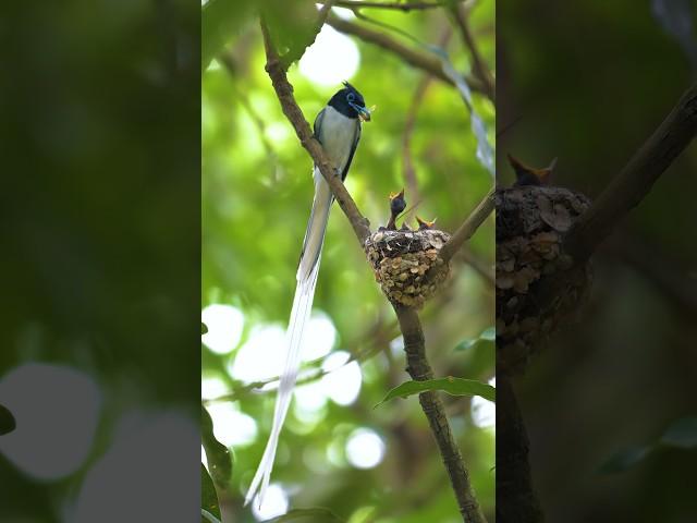 Clip of a male APF feeding his hatchlings shows the essence of father's love #fatherlove#apf #short