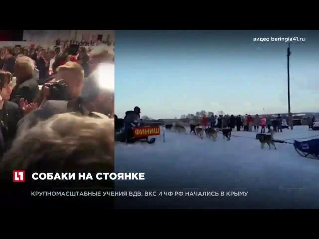 Гонку на собачьих упряжках “Беренгия” остановили из за пурги