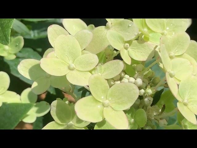 Гортензия Полистар. Начало цветения. 17. 06.24.