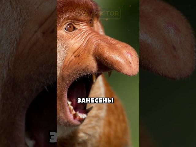 Кахао. Обезьяна с величественным носом