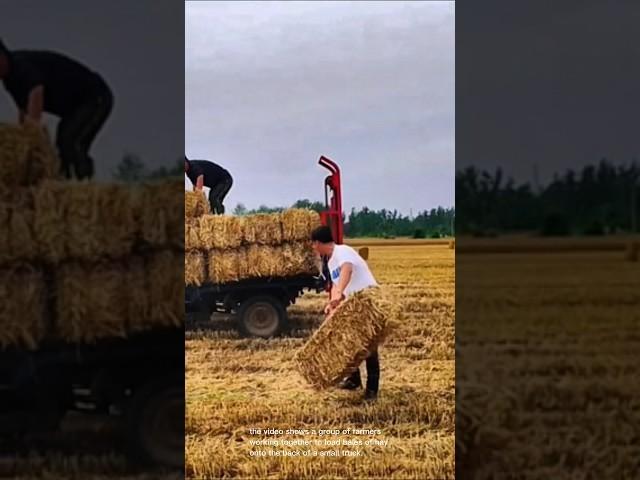 Manual hay loading: a glimpse into traditional farming