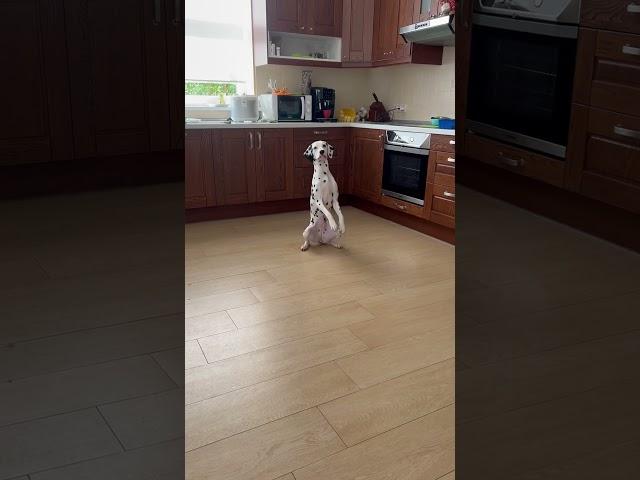 Какая умная собака!  #собака #далматин  #дрессировка