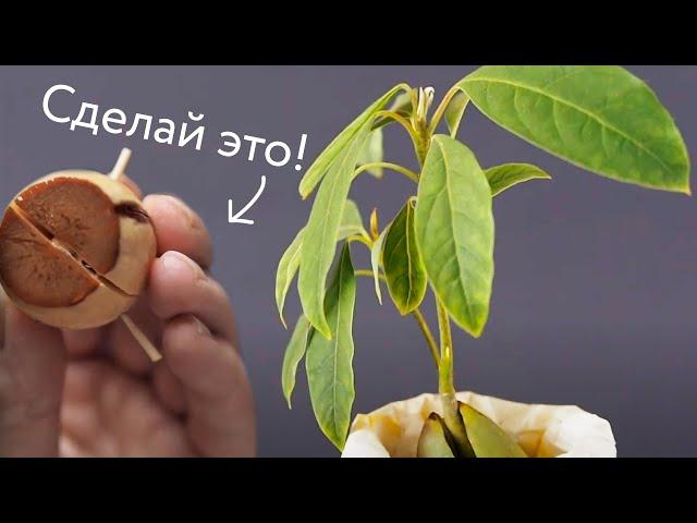 How to grow an avocado from a seed - the most effective way!