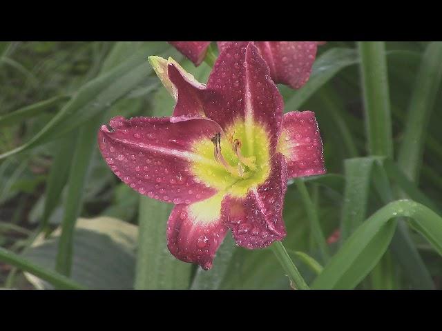 Лилейник гибридный Найт Бекон. Daylily Hybrid Knight Bacon.