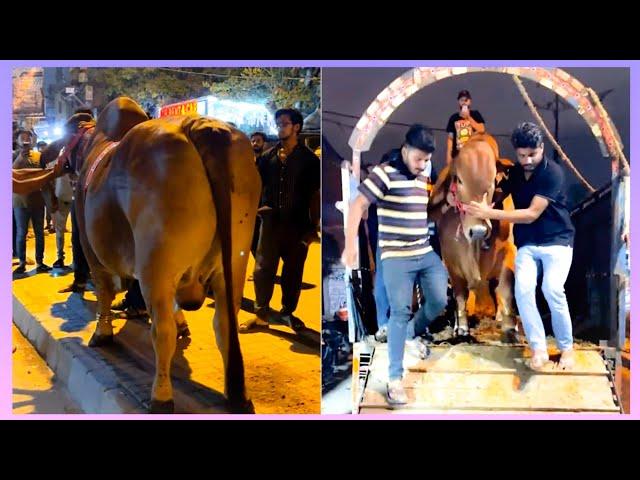 Unloading - MaMa House pr Fibbi Cattle Farm kaaaa RedBerry ️‍