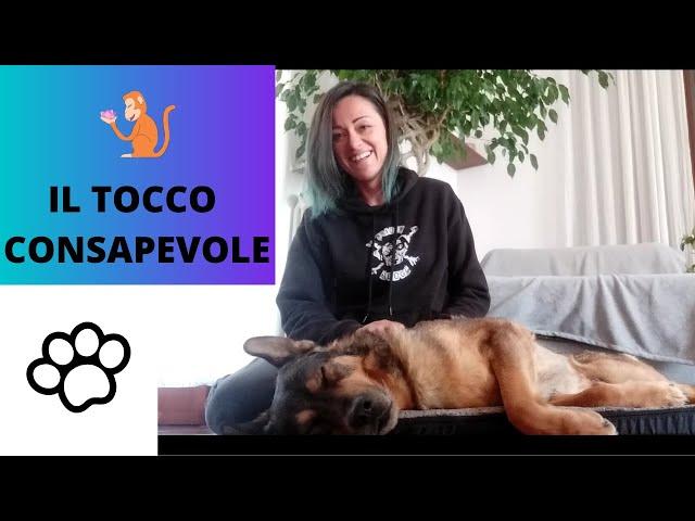 IL TOCCO CONSAPEVOLE CON IL TELLINGTON TTOUCH® / Per il benessere del tuo cane