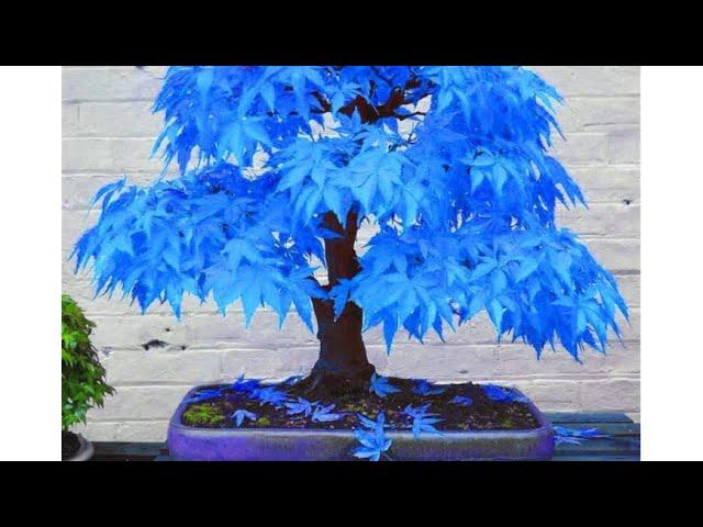 Blue Japanese Maple Bonsai seeds - is it real?? Save your money bro…