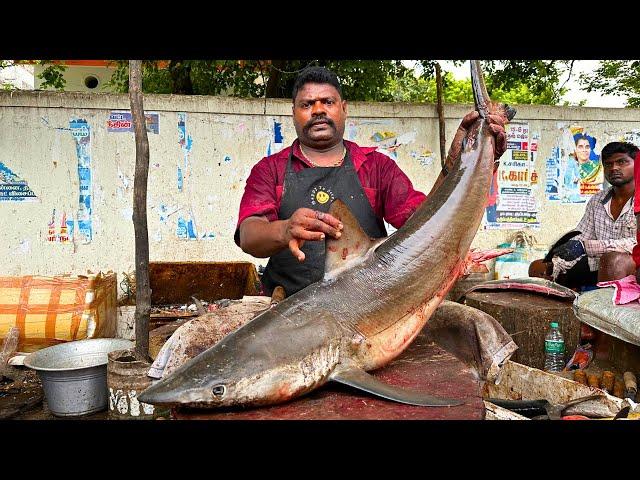 KASIMEDU  SPEED SELVAM | VERY RARE BIG SHARK FISH CUTTING | IN KASIMEDU | HD VIDEO | FF CUTTING 