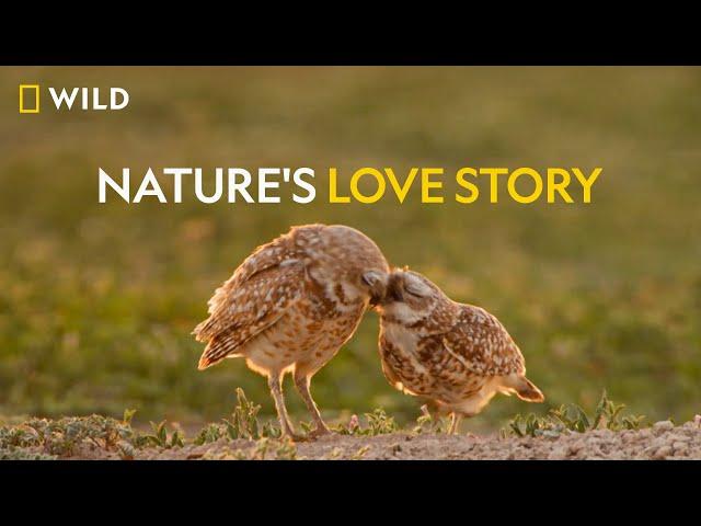 Nature's Love Story | Valentine's Day | Nat Geo Wild