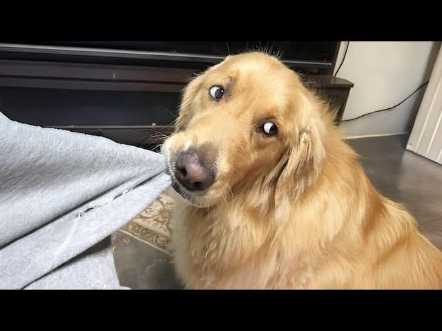 The Funniest Golden Retriever, You Won’t Stop Laughing! 