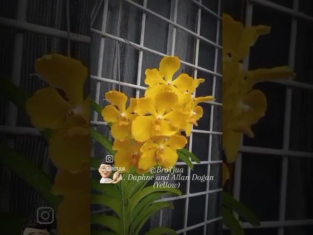 Vanda Daphne and Allan Dogan (Yellow)