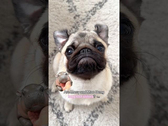 Did MOSY find her long lost SISTER?!  #moodeng #dog #pug