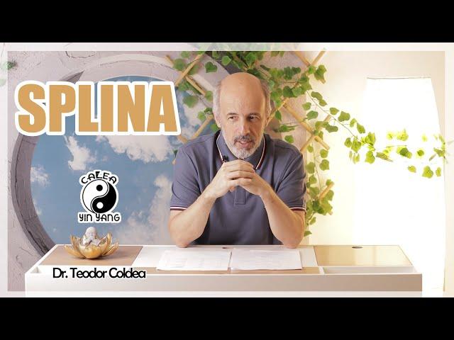 Splina - Dr.Teodor Coldea - Calea Yin Yang