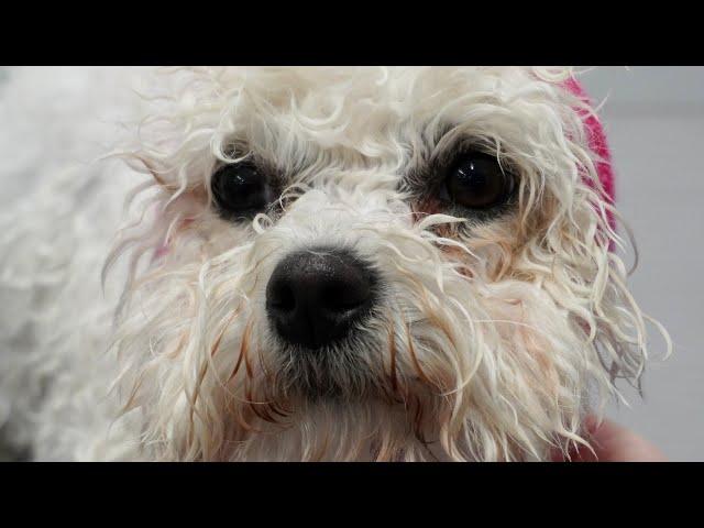 This breed of dog lives forever | Bichon Frise