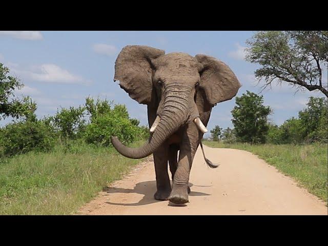 Happy Elephant Dancing On The Road