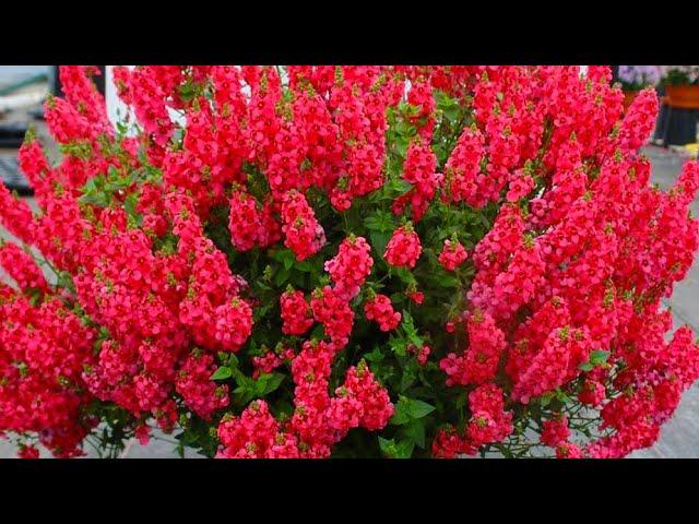 THIS FLOWER WILL OUTSTAND EVEN PETUNIA AND LOBELIAS