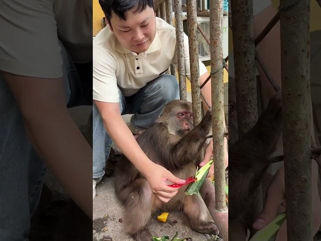 Xingxing: I really didn’t want to eat it. As you can see, he insisted on putting it in my hand