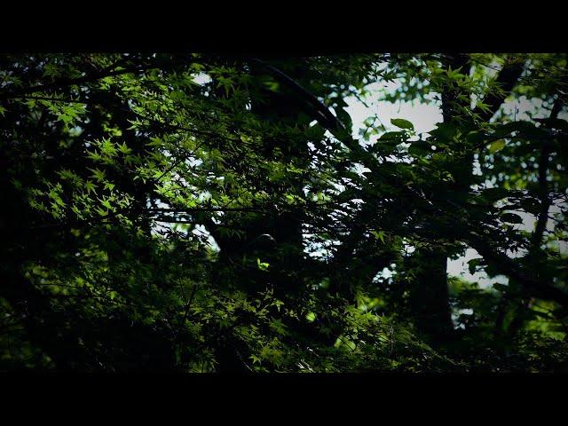 【53min】Blue ForestⅡ/ haruka nakamura / AoimoriⅡ/ Healing / calm / Nature / Piano