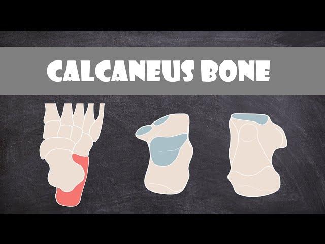 Calcaneus Bone | Anatomy