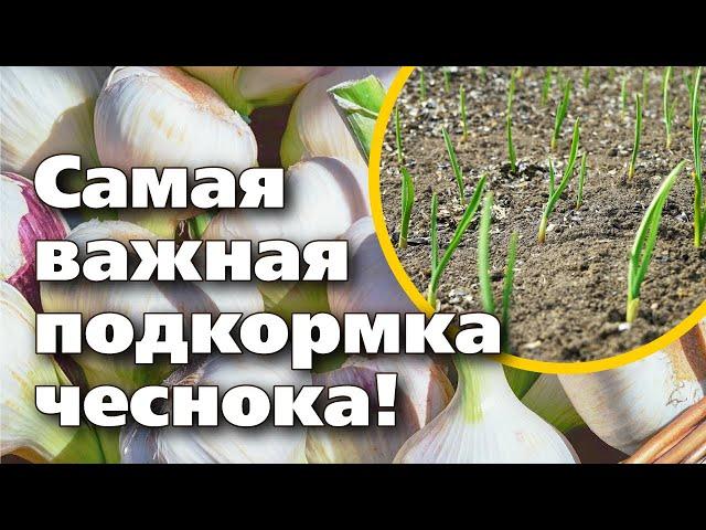 ЧЕМ ПОДКОРМИТЬ ЧЕСНОК ВЕСНОЙ. ЛУКОВИЦЫ БУДУТ ОГРОМНЫМИ!