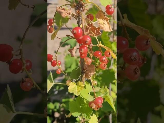 #redcurrant #redberry #shorts #plant #fruit #outdoorplant #berries
