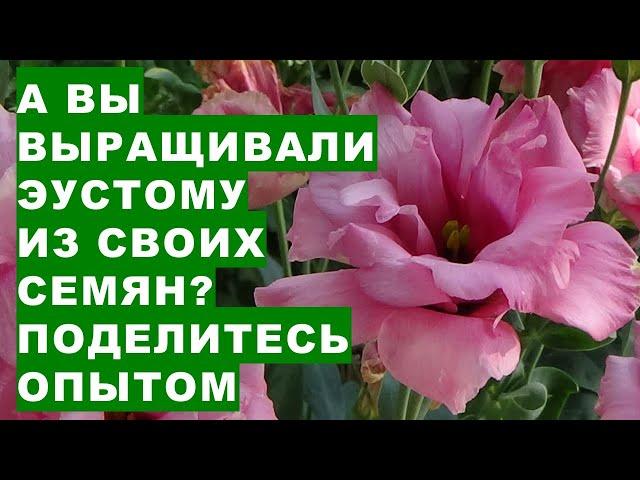 Можно ли собирать семена из цветов эустомы ? Зацветёт ли ирландская роза в следующем году?