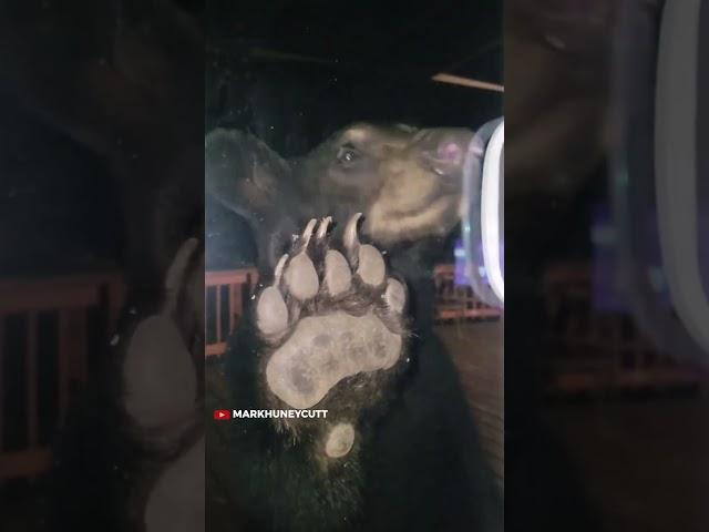 Shocking bears to keep them from human food