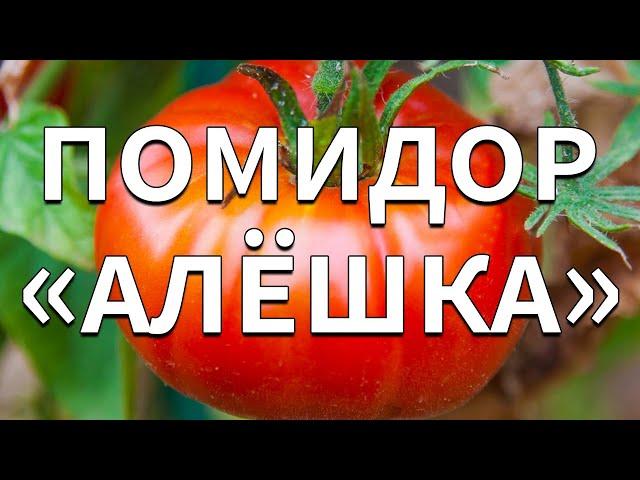 Обзор сорта помидоров "Алёшка" (характеристики, свойства, фото)