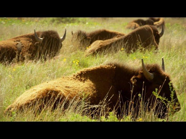 Native Americans Saw Buffalo as More Than Just Food (4K)