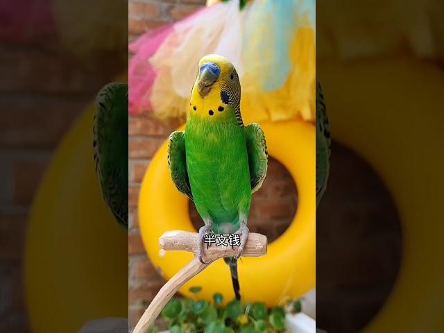 #带着宠物去赏花 #年轻人养宠图鉴  #cutebird #cuteparrot #parrot