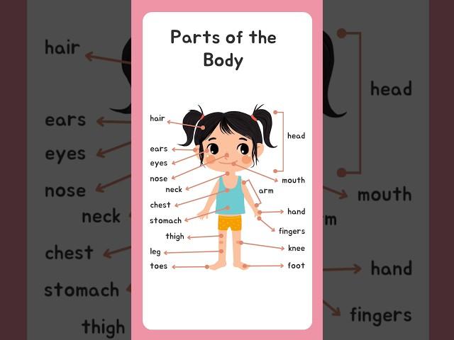 Kids vocabulary - Body - parts of the body - Learn English for kids - English educational video